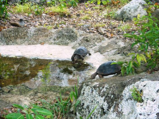 【中国免签证国家】2017中国免签证国家，对中国免签证的国家有哪些